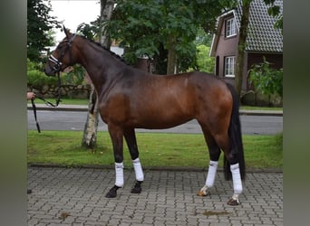 Hannoveraner, Stute, 3 Jahre, 163 cm, Brauner