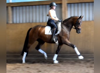 Hannoveraner, Stute, 3 Jahre, 163 cm, Brauner