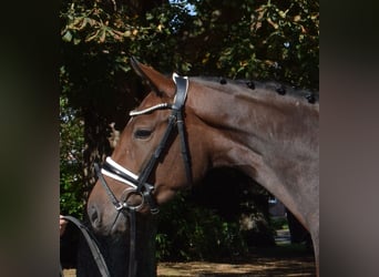 Hannoveraner, Stute, 3 Jahre, 163 cm, Brauner