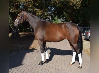 Hannoveraner, Stute, 3 Jahre, 163 cm, Brauner
