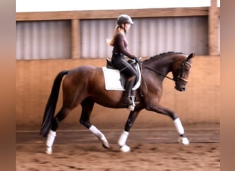 Hannoveraner, Stute, 3 Jahre, 163 cm, Brauner