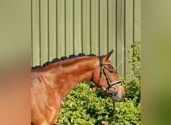 Hannoveraner, Stute, 3 Jahre, 163 cm, Brauner