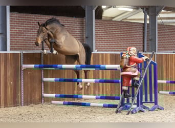 Hannoveraner, Stute, 3 Jahre, 163 cm, Brauner