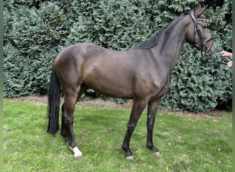 Hannoveraner, Stute, 3 Jahre, 163 cm, Dunkelbrauner
