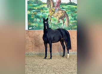 Hannoveraner, Stute, 3 Jahre, 163 cm, Dunkelbrauner