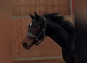 Hannoveraner, Stute, 3 Jahre, 163 cm, Dunkelbrauner