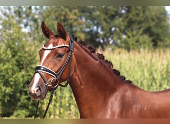 Hannoveraner, Stute, 3 Jahre, 163 cm, Dunkelfuchs