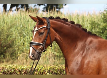 Hannoveraner, Stute, 3 Jahre, 163 cm, Dunkelfuchs