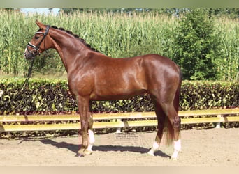 Hannoveraner, Stute, 3 Jahre, 163 cm, Dunkelfuchs