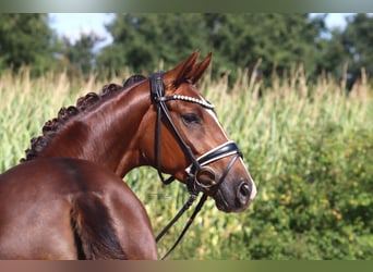Hannoveraner, Stute, 3 Jahre, 163 cm, Dunkelfuchs