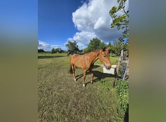Hannoveraner, Stute, 3 Jahre, 163 cm, Fuchs