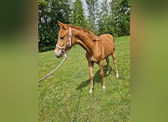 Hannoveraner, Stute, 3 Jahre, 163 cm, Fuchs