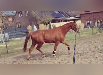 Hannoveraner, Stute, 3 Jahre, 163 cm, Fuchs
