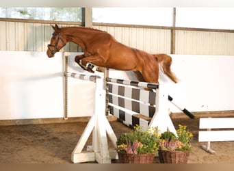 Hannoveraner, Stute, 3 Jahre, 163 cm, Fuchs