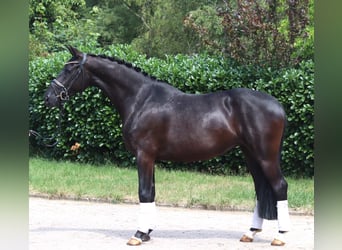 Hannoveraner, Stute, 3 Jahre, 163 cm, Rappe