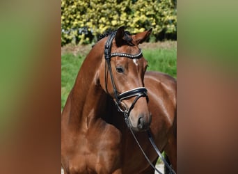 Hannoveraner, Stute, 3 Jahre, 164 cm, Brauner