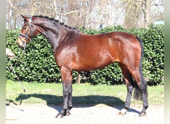Hannoveraner, Stute, 3 Jahre, 164 cm, Brauner