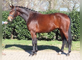 Hannoveraner, Stute, 3 Jahre, 164 cm, Brauner