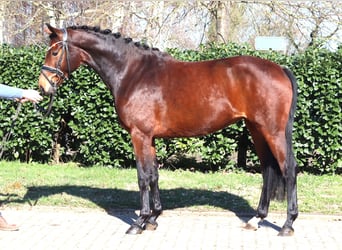 Hannoveraner, Stute, 3 Jahre, 164 cm, Brauner