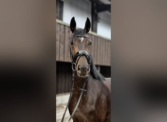 Hannoveraner, Stute, 3 Jahre, 164 cm, Dunkelbrauner