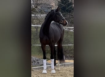 Hannoveraner, Stute, 3 Jahre, 164 cm, Dunkelbrauner