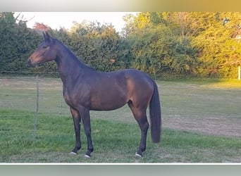 Hannoveraner, Stute, 3 Jahre, 164 cm, Dunkelbrauner