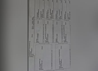 Hannoveraner, Stute, 3 Jahre, 164 cm, Fuchs