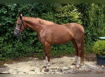 Hannoveraner, Stute, 3 Jahre, 164 cm, Fuchs