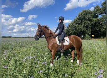 Hannoveraner, Stute, 3 Jahre, 164 cm, Fuchs