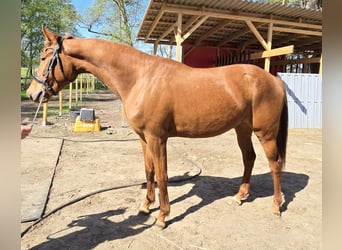 Hannoveraner, Stute, 3 Jahre, 164 cm, Fuchs