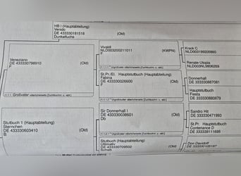 Hannoveraner, Stute, 3 Jahre, 164 cm, Fuchs