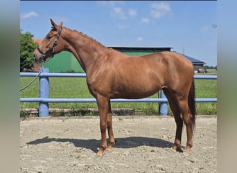 Hannoveraner, Stute, 3 Jahre, 164 cm, Fuchs