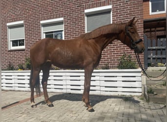 Hannoveraner, Stute, 3 Jahre, 164 cm, Fuchs