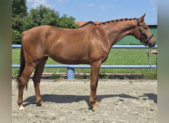 Hannoveraner, Stute, 3 Jahre, 164 cm, Fuchs