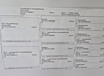 Hannoveraner, Stute, 3 Jahre, 164 cm, Fuchs