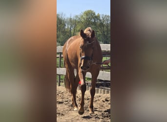 Hannoveraner, Stute, 3 Jahre, 164 cm, Fuchs