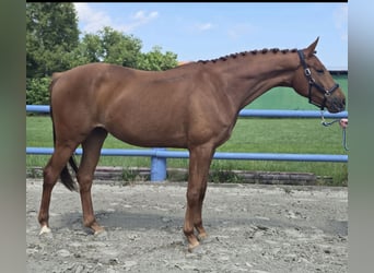 Hannoveraner, Stute, 3 Jahre, 164 cm, Fuchs