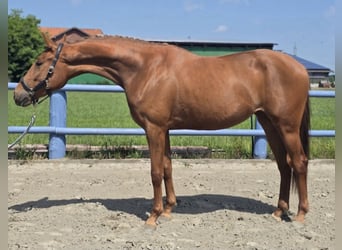 Hannoveraner, Stute, 3 Jahre, 164 cm, Fuchs