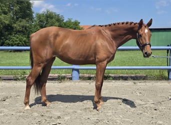 Hannoveraner, Stute, 3 Jahre, 164 cm, Fuchs