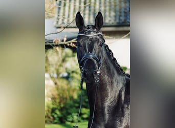 Hannoveraner, Stute, 3 Jahre, 164 cm, Rappe