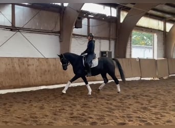 Hannoveraner, Stute, 3 Jahre, 164 cm, Rappe
