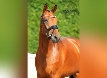 Hannoveraner, Stute, 3 Jahre, 165 cm, Brauner