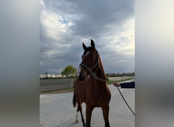 Hannoveraner, Stute, 3 Jahre, 165 cm, Brauner