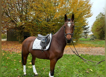 Hannoveraner, Stute, 3 Jahre, 165 cm, Brauner