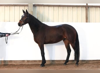 Hannoveraner, Stute, 3 Jahre, 165 cm, Dunkelbrauner