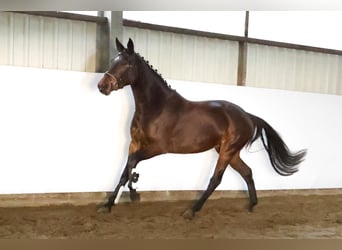 Hannoveraner, Stute, 3 Jahre, 165 cm, Dunkelbrauner