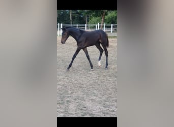 Hannoveraner, Stute, 3 Jahre, 165 cm, Dunkelbrauner
