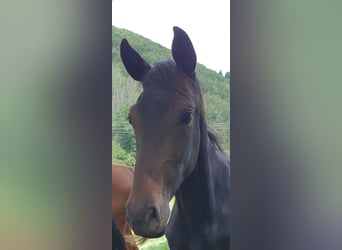 Hannoveraner, Stute, 3 Jahre, 165 cm, Dunkelbrauner