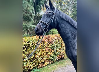 Hannoveraner, Stute, 3 Jahre, 165 cm, Dunkelbrauner