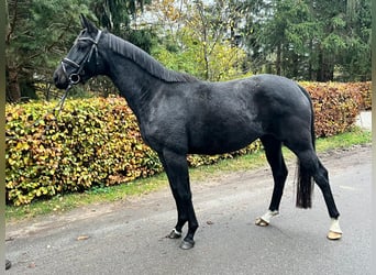 Hannoveraner, Stute, 3 Jahre, 165 cm, Dunkelbrauner